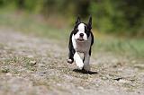 BOSTON TERRIER 195